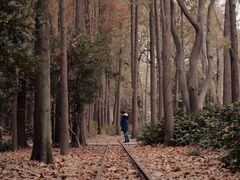 -上海共青森林公园