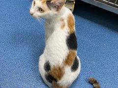 -创凡宠物医院·骨专科  猫科中心(西乡分院)