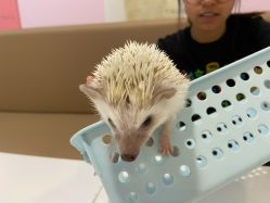 -Moni星球萌宠·小马宝莉·灵蛇·高端高阶全萌宠互动体验俱乐部(红豆国际广场店)