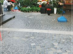 -曲阳花鸟市场(曲阳路店)