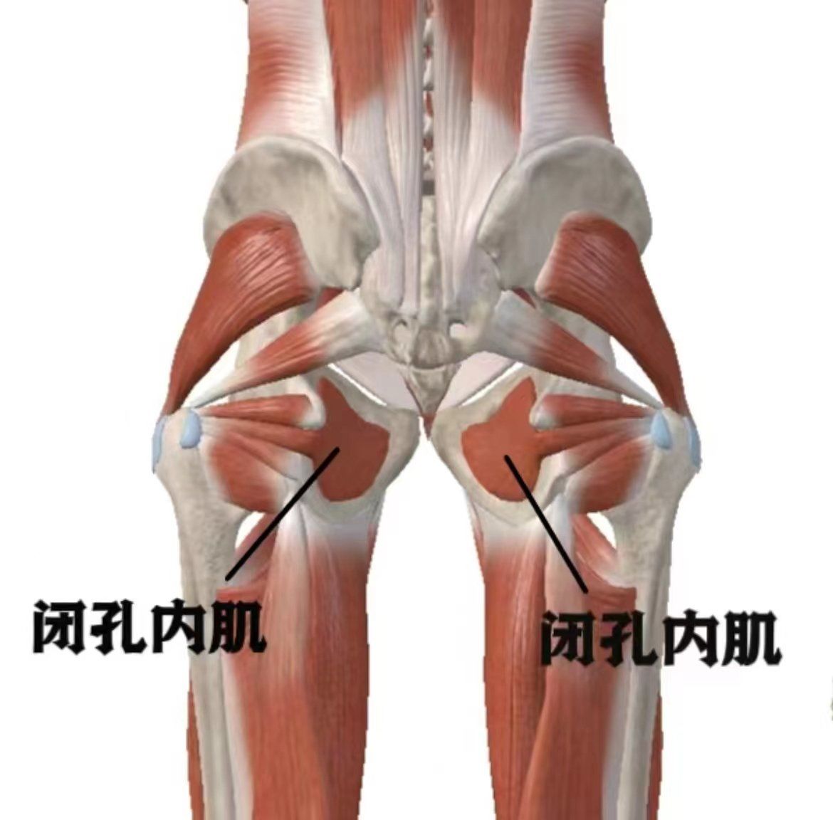 闭孔内肌
属于髋肌后群肌肉,位于盆侧