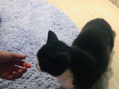 -momokira米努特·德文卷毛猫·棉花面纱犬
