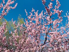 -桃花堤公园