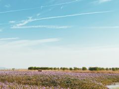 -合肥滨湖国家森林公园