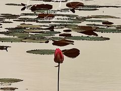 -南翔镇银翔湖公园