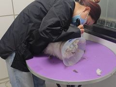 -中农国际动物医院24小时·猫科·骨科·急重症中心