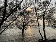 -宝安西湾红树林湿地公园