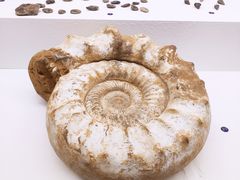 -青岛贝壳博物馆