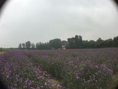 -北京东方普罗旺斯薰衣草庄园