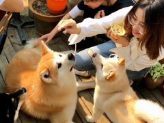 -喜柴咖啡·柴犬狗咖