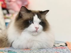 -宠福鑫康馨动物医院·骨科·眼科