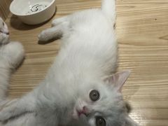 -屋虎猫馆(宝安大仟里店)