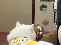 -和它·交个朋友·狗咖猫咖(爱琴海店)