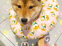 -柴务处·柴犬主题狗咖