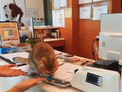 -瑞派申生动物医院·24H夜诊·国际动物医疗中心·骨外科(吴中路店)