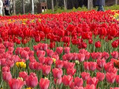 -洛阳郁金香牡丹园