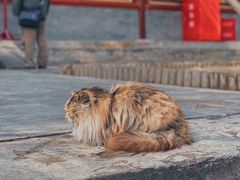 -大觉寺-停车场