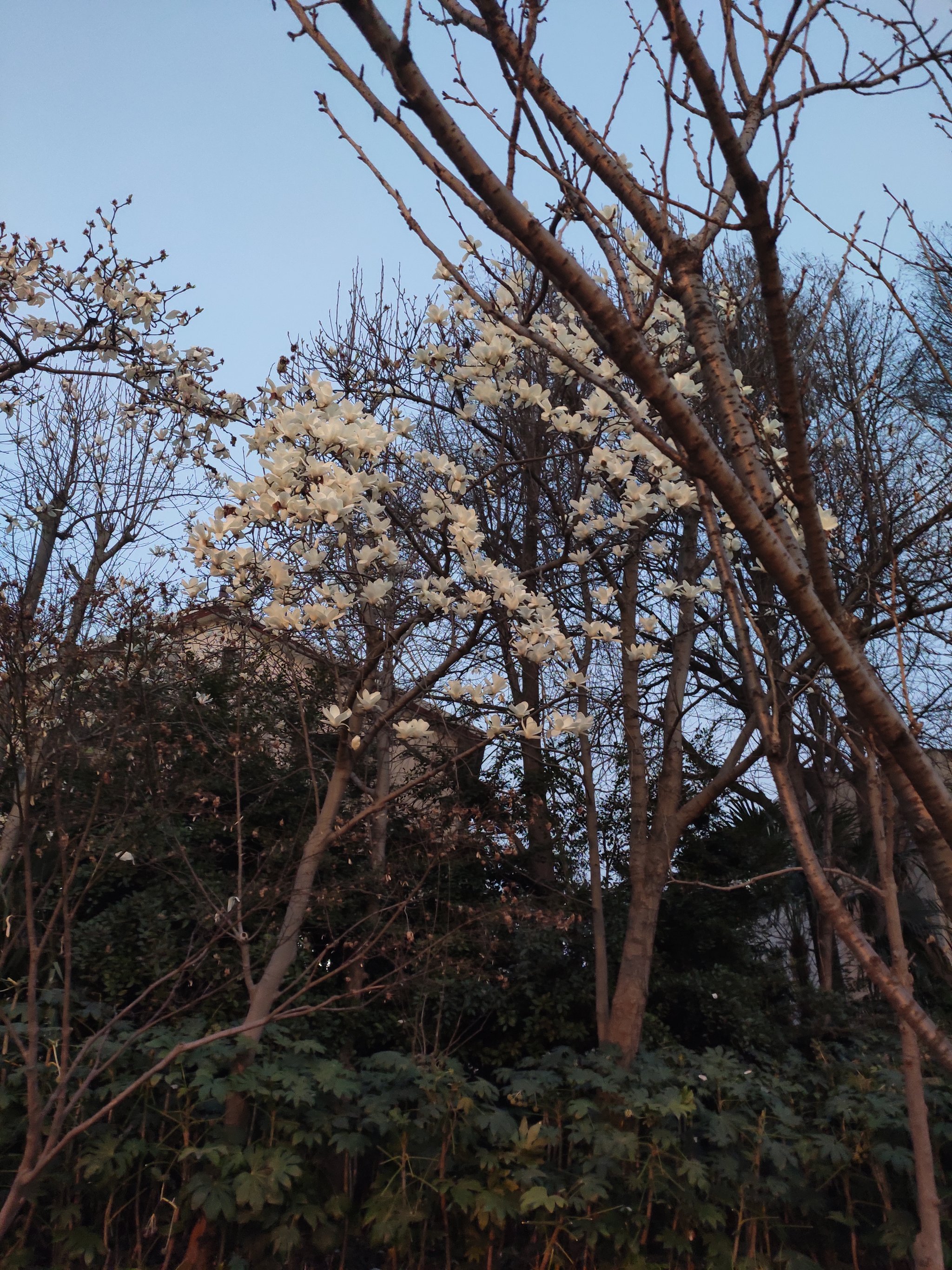 上海市市花玉兰花图片