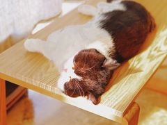 -Catmate·猫肥家润(金润铂宫店)