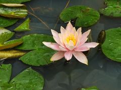 -荔香公园