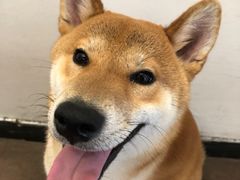 -啡语