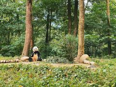 -中国大熊猫保护研究中心雅安碧峰峡基地