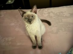 -派特宠物医院(圆融广场店)