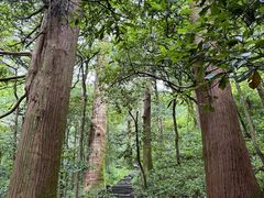 -天目山大树王景区
