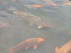 -争鲜回转寿司(金桥家乐福店)