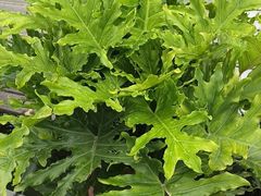 -顺兴老茶馆·精品川菜(世纪城店)