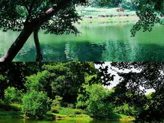 -上海共青森林公园