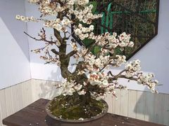 -香雪海