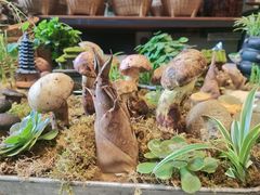 -福照楼汽锅鸡·云南菜(万达广场店)