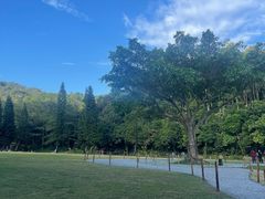 -深圳仙湖植物园
