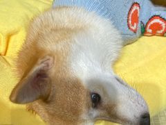 -逗柴咖啡屋·狗咖猫咖宠物桌游