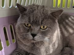 -北京派仕佳德动物医院·超导核磁·CT·神经科·骨科·内外科·急重症管理中心