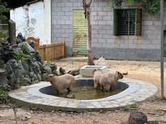 -合肥野生动物园