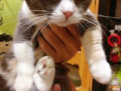 -集宠猫柠宠物生活馆