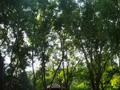 -莲花池公园