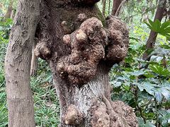 -杭州半山国家森林公园