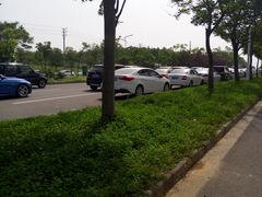 -大塘金香草谷