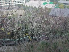 -重庆彩云湖湿地公园