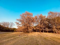 -上海共青森林公园