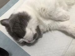 -子乐宠物医院
