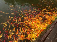 -武汉紫薇都市田园