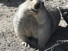 -哈尔滨北方森林动物园