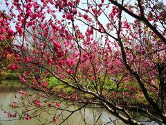 -南汇桃花村