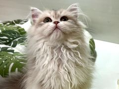 -青奢宠物·青奢猫舍