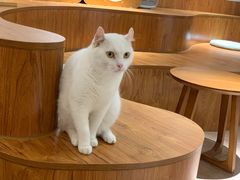 -有猫主题·治愈系猫咖(曾厝垵店)