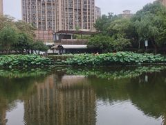 -陈家山荷花公园